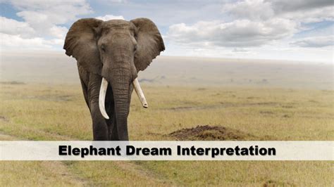 Elephant Dream Interpretation | Guide To Dreams