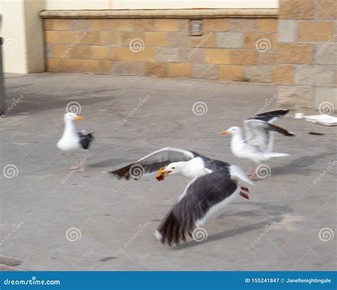 A Seagull Stealing Food On The Sea Beach Royalty-Free Stock Photo ...