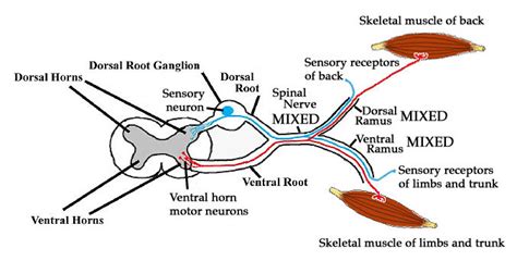 Ventral Rootlets