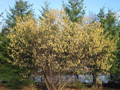 Bella Coola Blog: Hazelnut Trees Flowering on Schedule