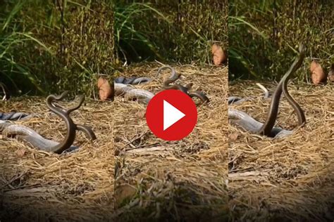 Naag Naagin Love: Two Snakes Twirl Around Each Other In Beautiful ...