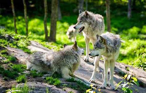 Wolf pack released in the Scottish Highlands