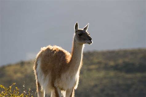 Argentina Wildlife Adventure