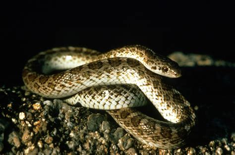 Glossy Snake Identification: Non-Venomous Glossy Snake Facts