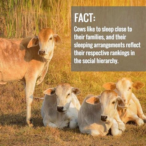 You are now subscribed to cow facts! : vegan