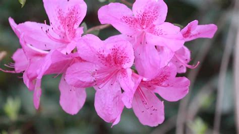 Free photo: Pink flowers - Flower, Leaves, Pink - Free Download - Jooinn