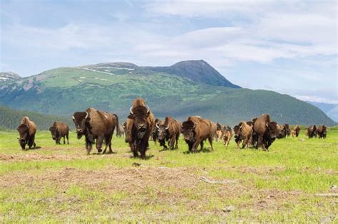 Wood Bison Facts, Habitat, Diet, Life Cycle, Pictures