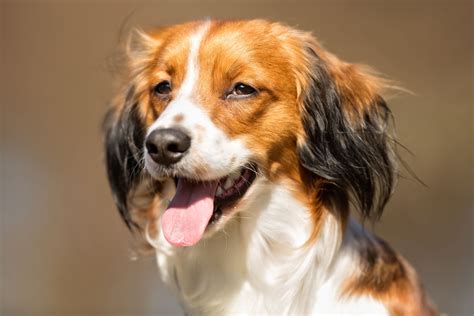 Nederlandse Kooikerhondje: Characteristics & Care