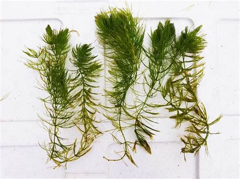 Sauk Se Hornwort Aquarium Plant Ceratophyllum Demersum Foxtail : Amazon ...