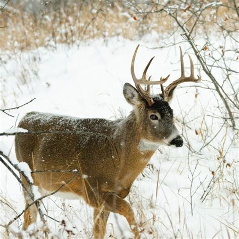 The Best Deer Hunting Tips For Late Season - The Best And Most Complete Hunting Tips