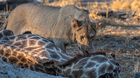 Philippe Jeanty - Gomoti, Young male lion eating a giraffe