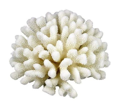 White Coral Sculpture Home Decor Stylish Decorative Accent Coral Flower ...