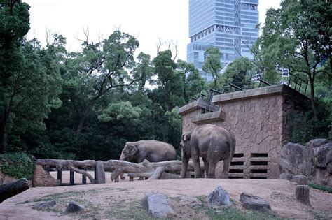 Tennoji Zoo, Osaka