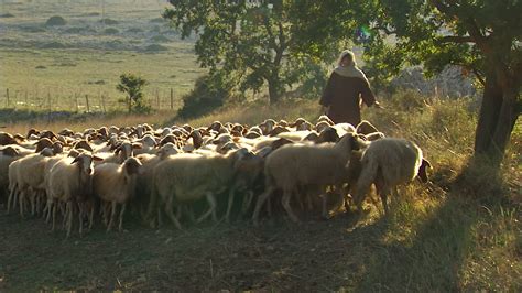 Shepherds herding sheep at sunset 1784833 Stock Video at Vecteezy