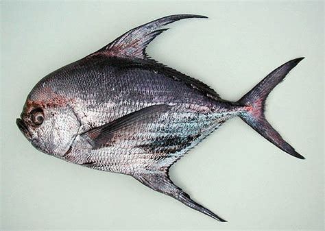 Atlantic pomfret - Alchetron, The Free Social Encyclopedia