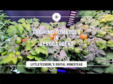 Growing Tomatoes in AeroGarden | A Few Tips - YouTube