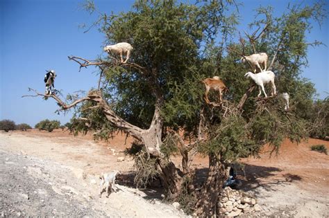 Argan tree goats in Morocco