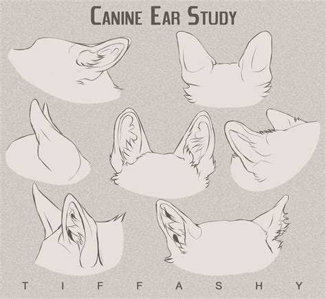 Canine Ear Study/Tutorial | Canine drawing, Animal drawings, Animal sketches