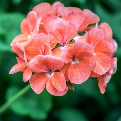 Pinto Premium F1 Series Geranium Flower Garden Seeds - Salmon - 100 ...