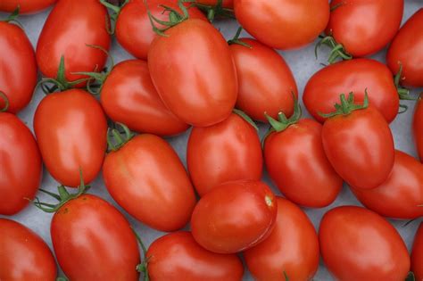 Romatomate Pomodoro Roma italienische Tomate mit tollem Aroma