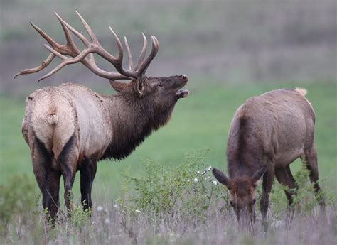 NORTHERN YELLOWSTONE ELK HERD DECLINING!!! - Montana Hunting and ...