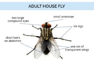 How to Get Rid of House Flies: Control & Prevention Guide