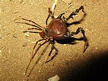 Opiliones - Wikipedia