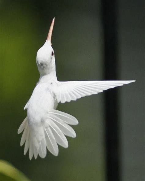 Rare albino hummingbird | Albino animals, Rare albino animals, Albino