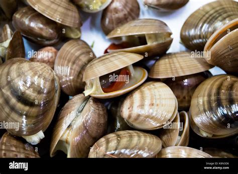 fresh clams - seafood Stock Photo - Alamy