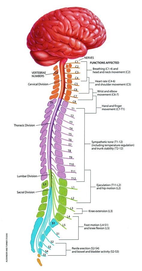 Anatomy Of Spinal Cord Brain Anatomy Spine Anatomi Manusia Tubuh | Porn Sex Picture