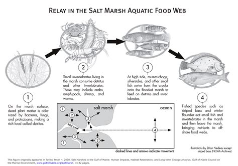 Viral Food Web In A Salt Marsh Viral ~ Educational Events