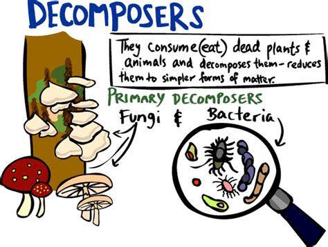 Decomposers, Producers, and Scavengers - Food Chains:THE REAL STORY