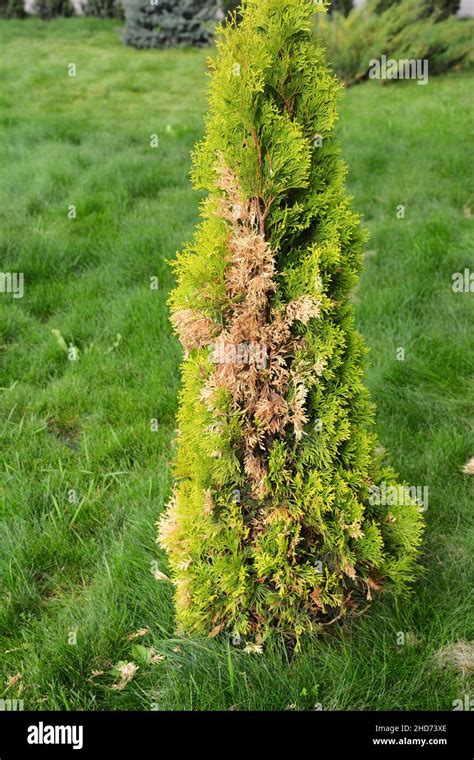 American arborvitae tree, thuja problems and disease. A thuja ...