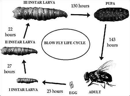 Blow Fly Life Cycle 2. Sarcophagidae (Flesh flies) Flesh flies are ...