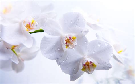 Orchids Wallpapers - Wallpaper Cave