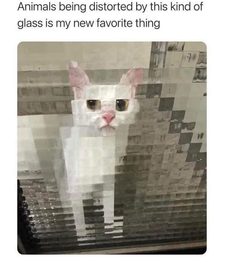 Distorted animals | /r/wholesomememes | Wholesome Memes | Know Your Meme