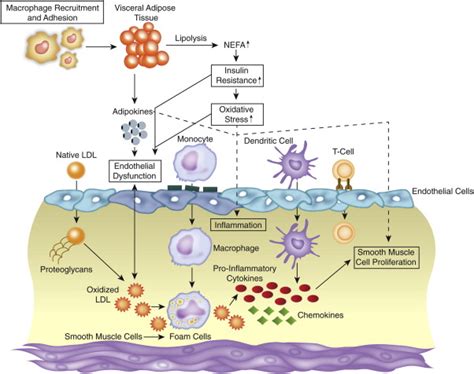 Biological Relevance of Inflammation and Oxidative Stress in the Pathogenesis of Arterial ...