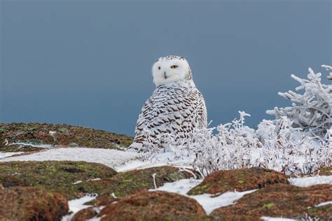 Birds - Acadia National Park (U.S. National Park Service)