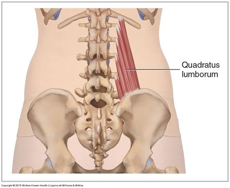 Lumbar Spine Anatomy L5