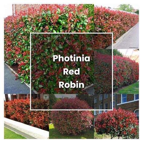 How to Grow Photinia Red Robin Hedge - Plant Care & Tips | NorwichGardener