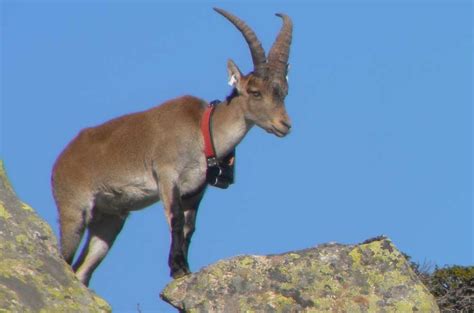 The return of the living dead: the Pyrenean Ibex - Walking the Pyrenees