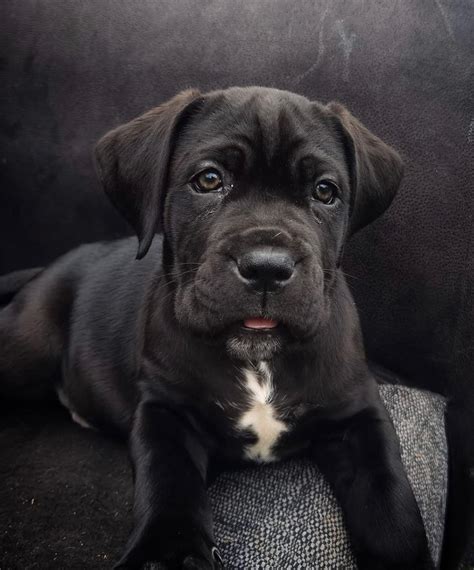 Cane Corso Puppies Black