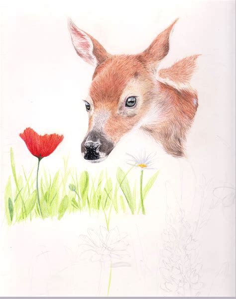 Deer Fawn Drawing features a newborn fawn in meadow flowers