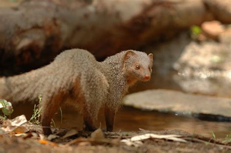 Species Spotlight: Indian Grey Mongoose — Defend Them All Foundation