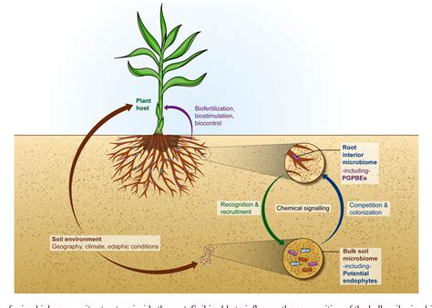 Figure 2 from Inside the root microbiome: bacterial root endophytes and plant growth promotion ...