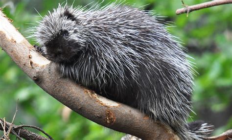 North American porcupine | Smithsonian's National Zoo