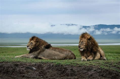 The big 5 of Ngorongoro crater | Wildlife Species in Tanzania