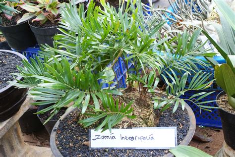 Zamia integrifolia (Coontie, Florida Arrowroot) | North Carolina Extension Gardener Plant Toolbox