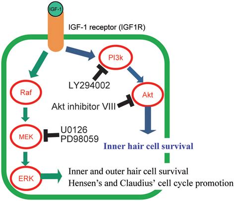 Frontiers | Application of insulin-like growth factor-1 in the treatment of inner ear disorders ...