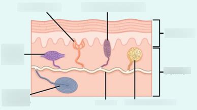 thermoregulation Diagram | Quizlet